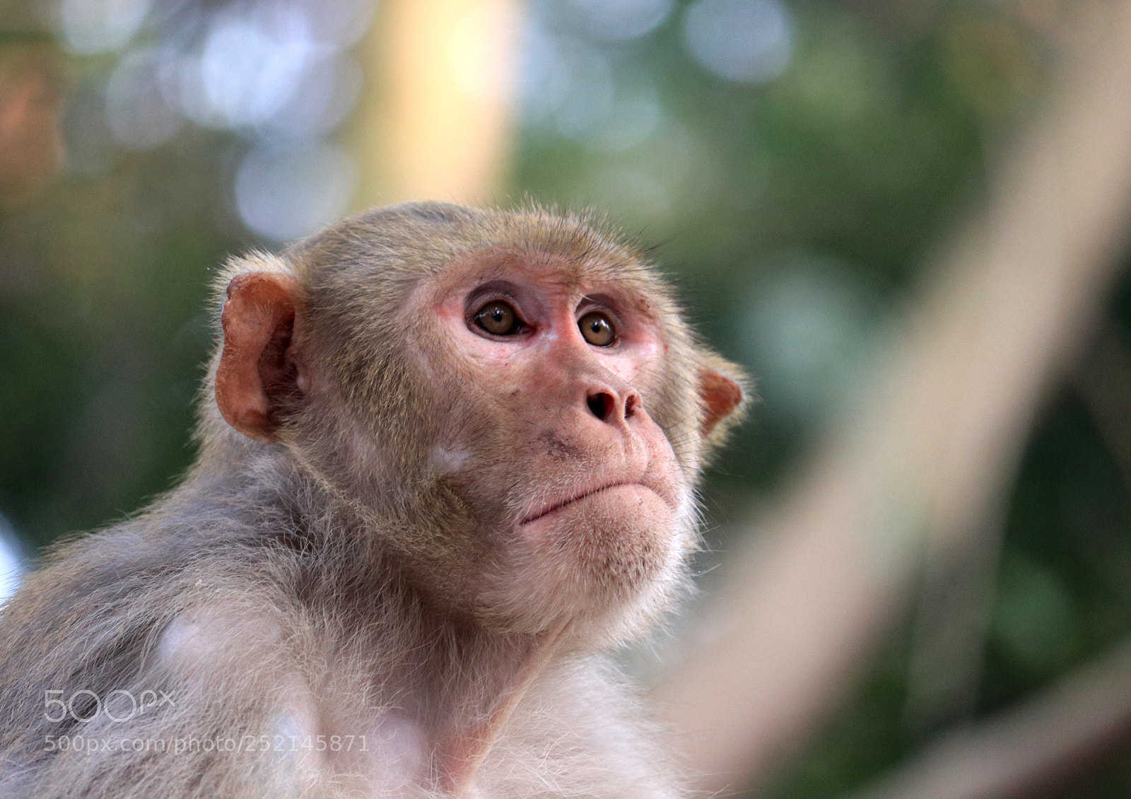 Canon EOS 80D sample photo. Thinking monkey photography