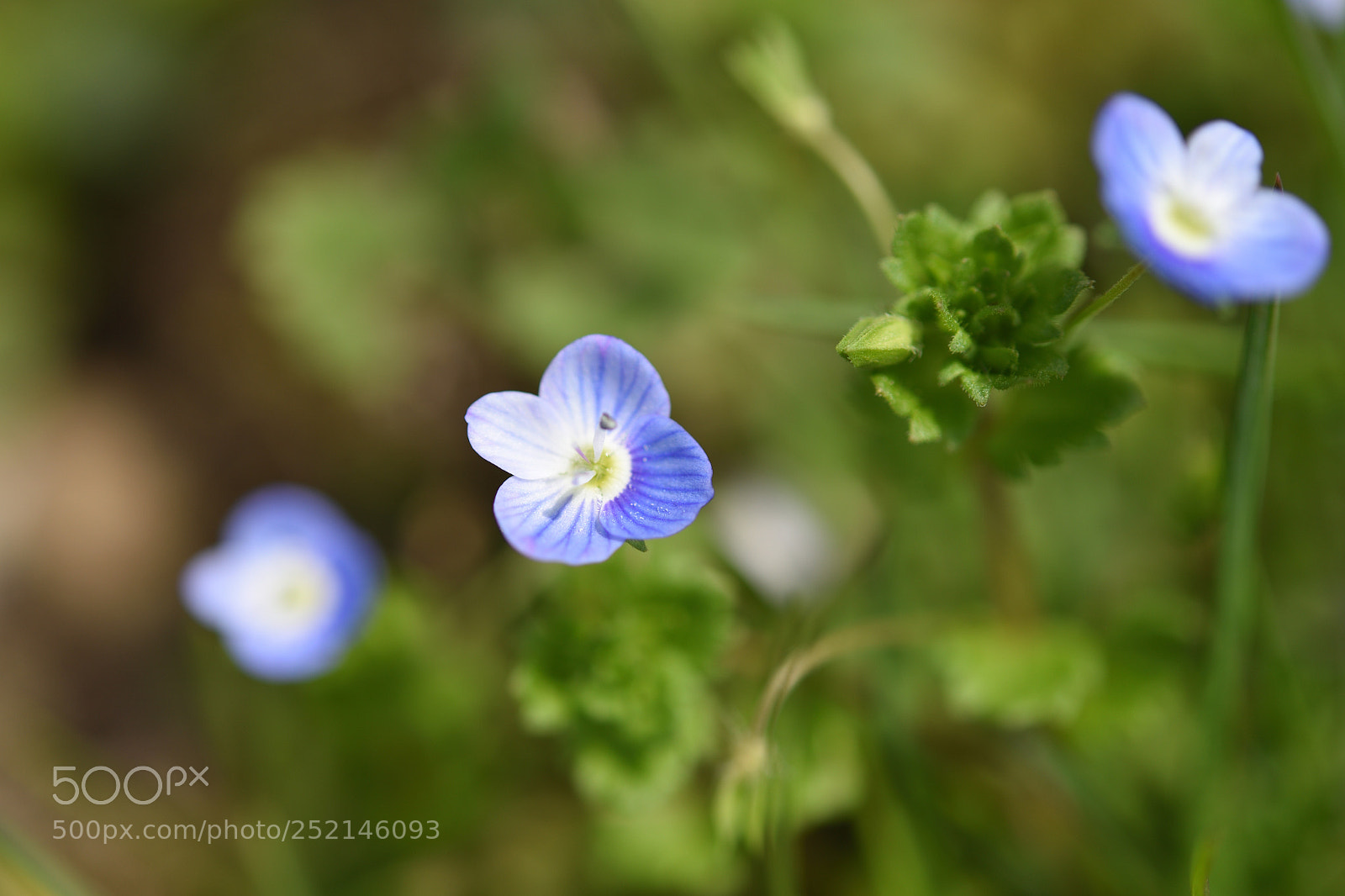 Nikon AF-S Micro-Nikkor 60mm F2.8G ED sample photo. オオイヌノフグリ 石川県教育センター photography