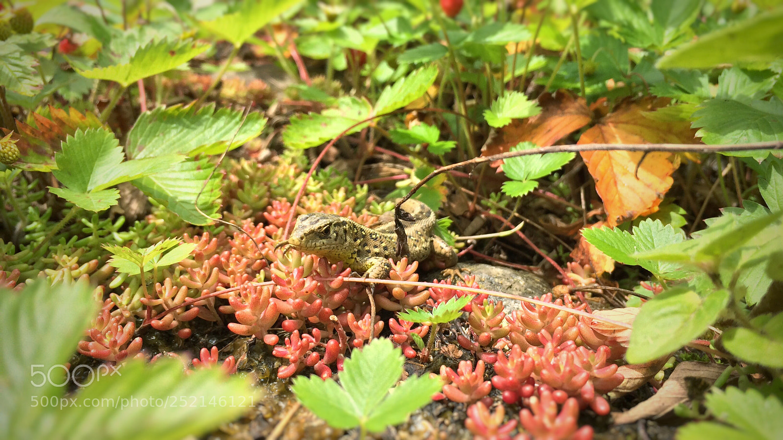 Apple iPhone 5s sample photo. Lizzard photography