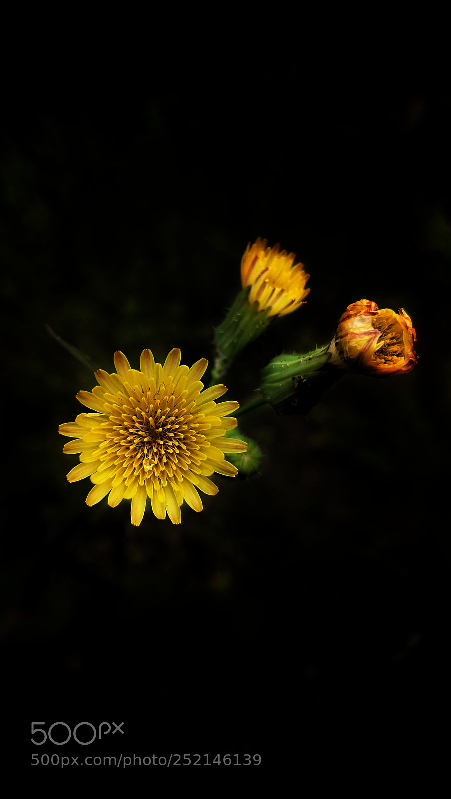 HUAWEI Mate 10 sample photo. Flowers photography