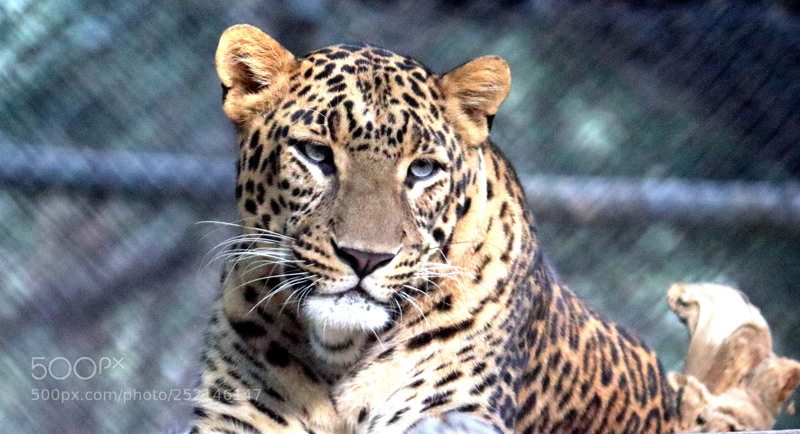 Canon EOS 80D sample photo. Urban leopard photography