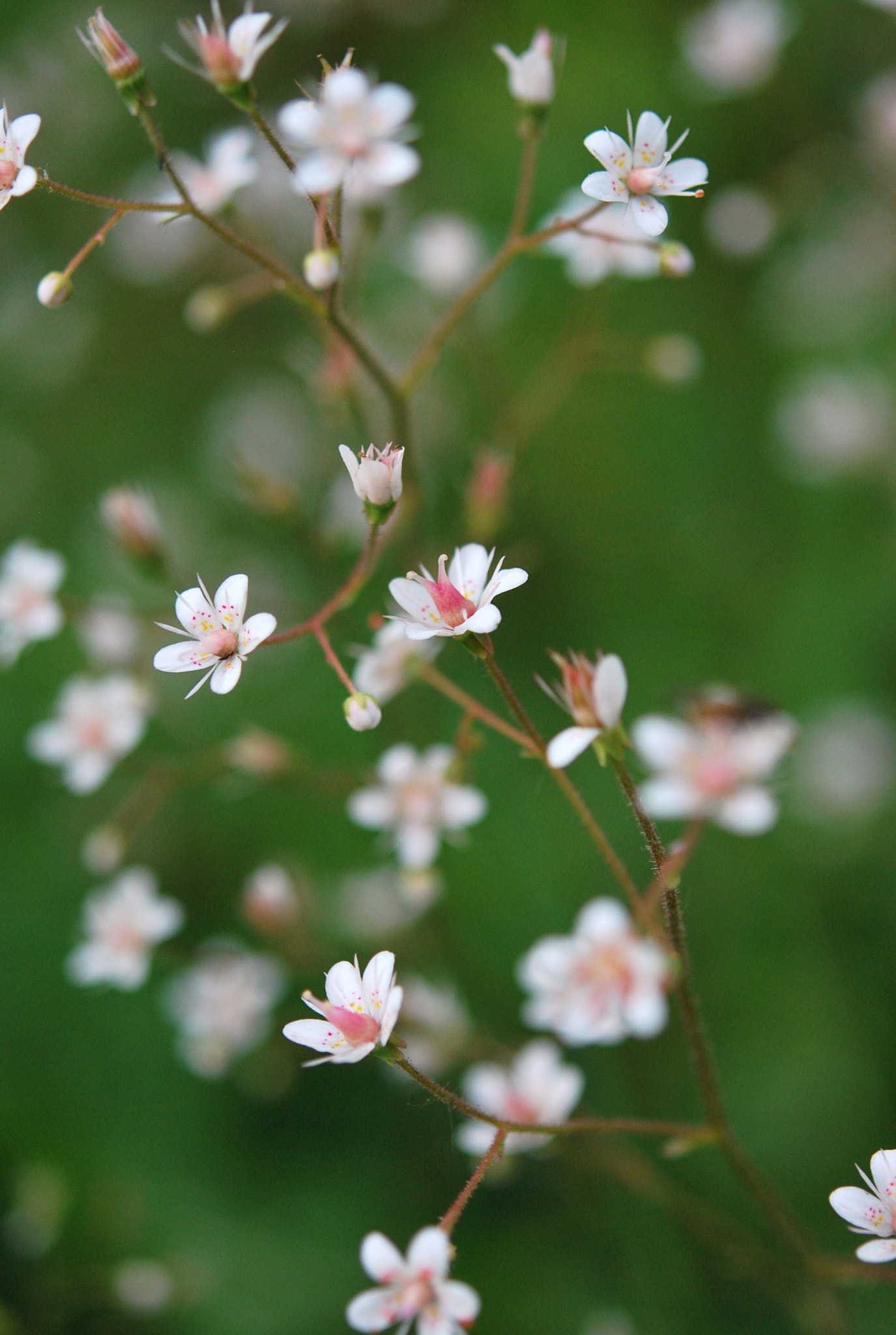 Nikon AF-S Micro-Nikkor 60mm F2.8G ED sample photo. Fed eorig photography