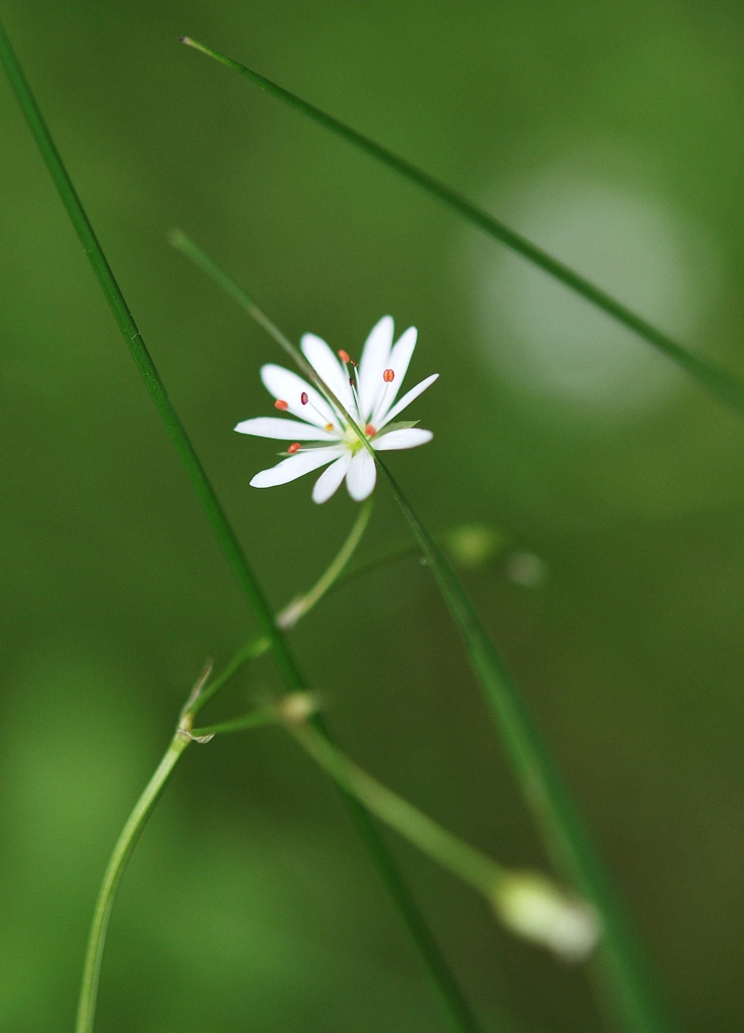 Nikon AF-S Micro-Nikkor 60mm F2.8G ED sample photo. Faf ebeforig photography