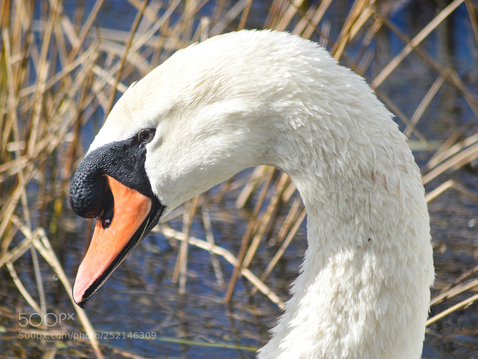 Nikon D3200 sample photo. Mute swan photography