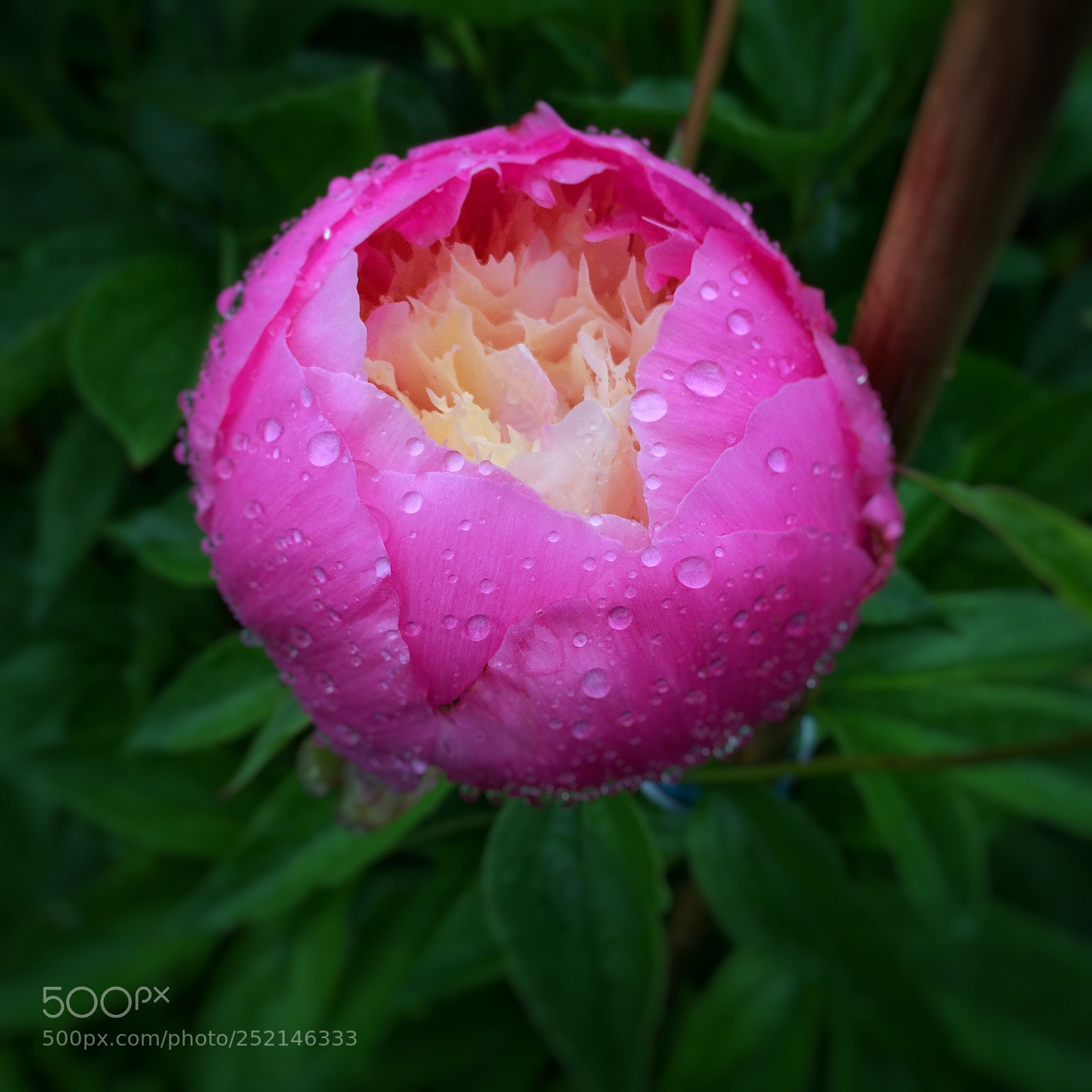 Apple iPhone 5s sample photo. Peony in the rain photography
