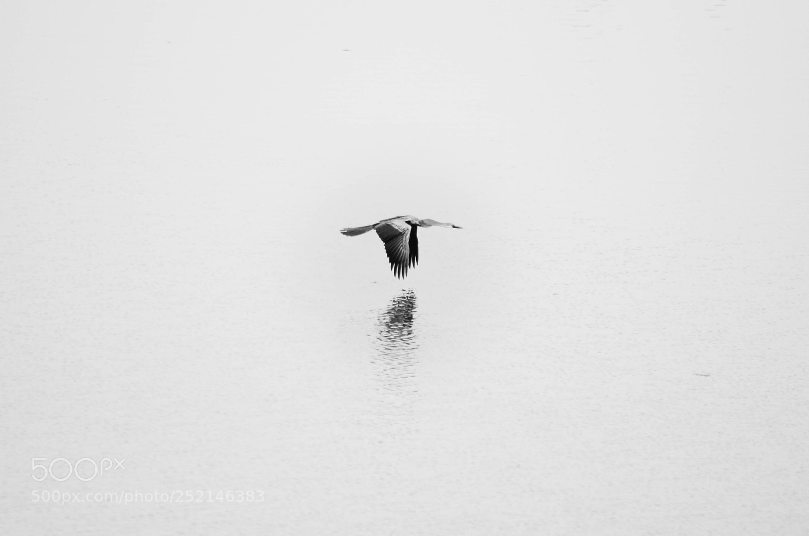 Nikon D7000 sample photo. Oriental darter photography