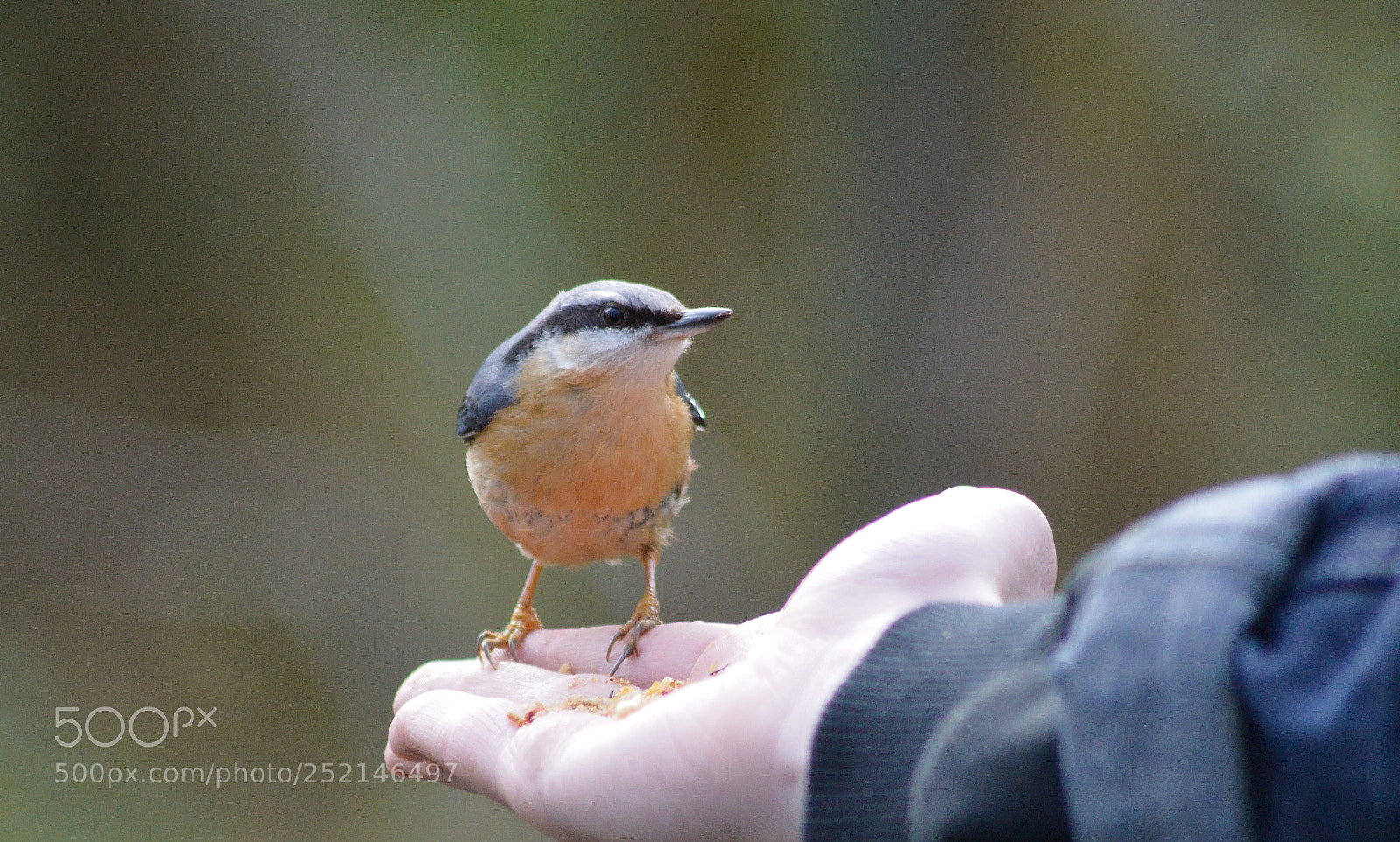 Nikon D3200 sample photo. A bird in the photography