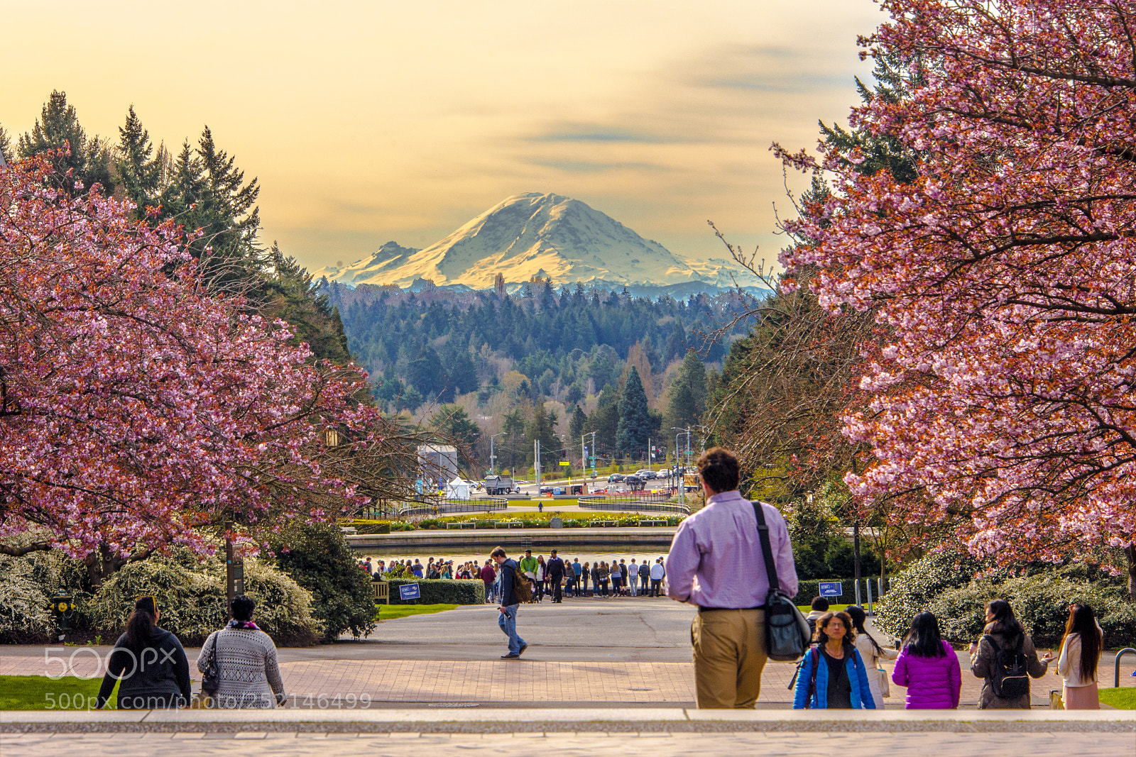 Nikon D700 sample photo. Mount rainier and cherry photography