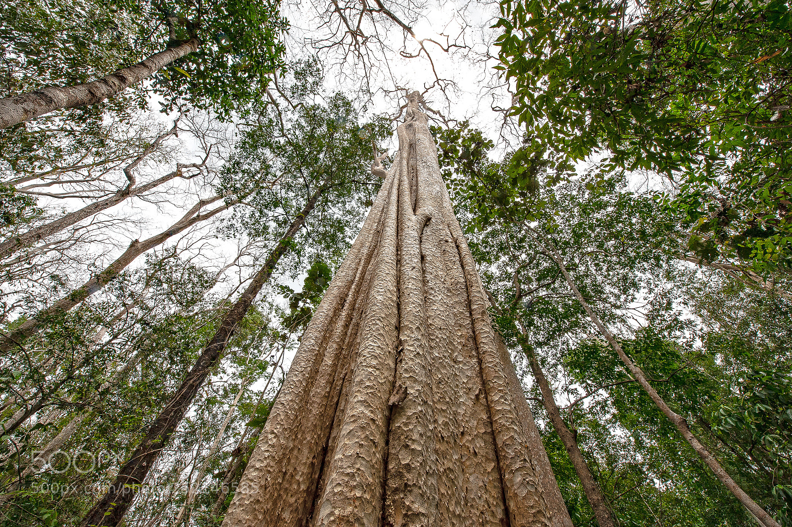 Nikon D700 sample photo. Tree of life photography