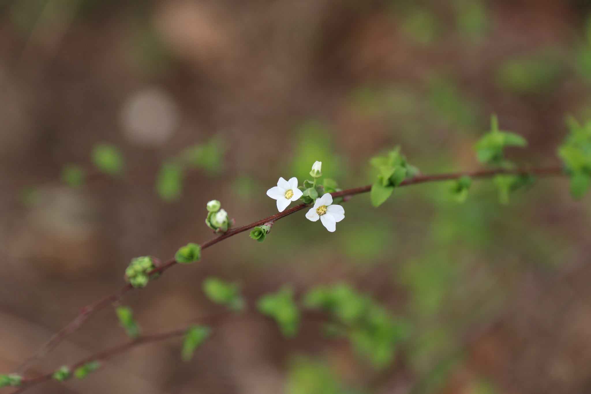 Canon EF-S 18-200mm F3.5-5.6 IS sample photo. Unknown little flower photography