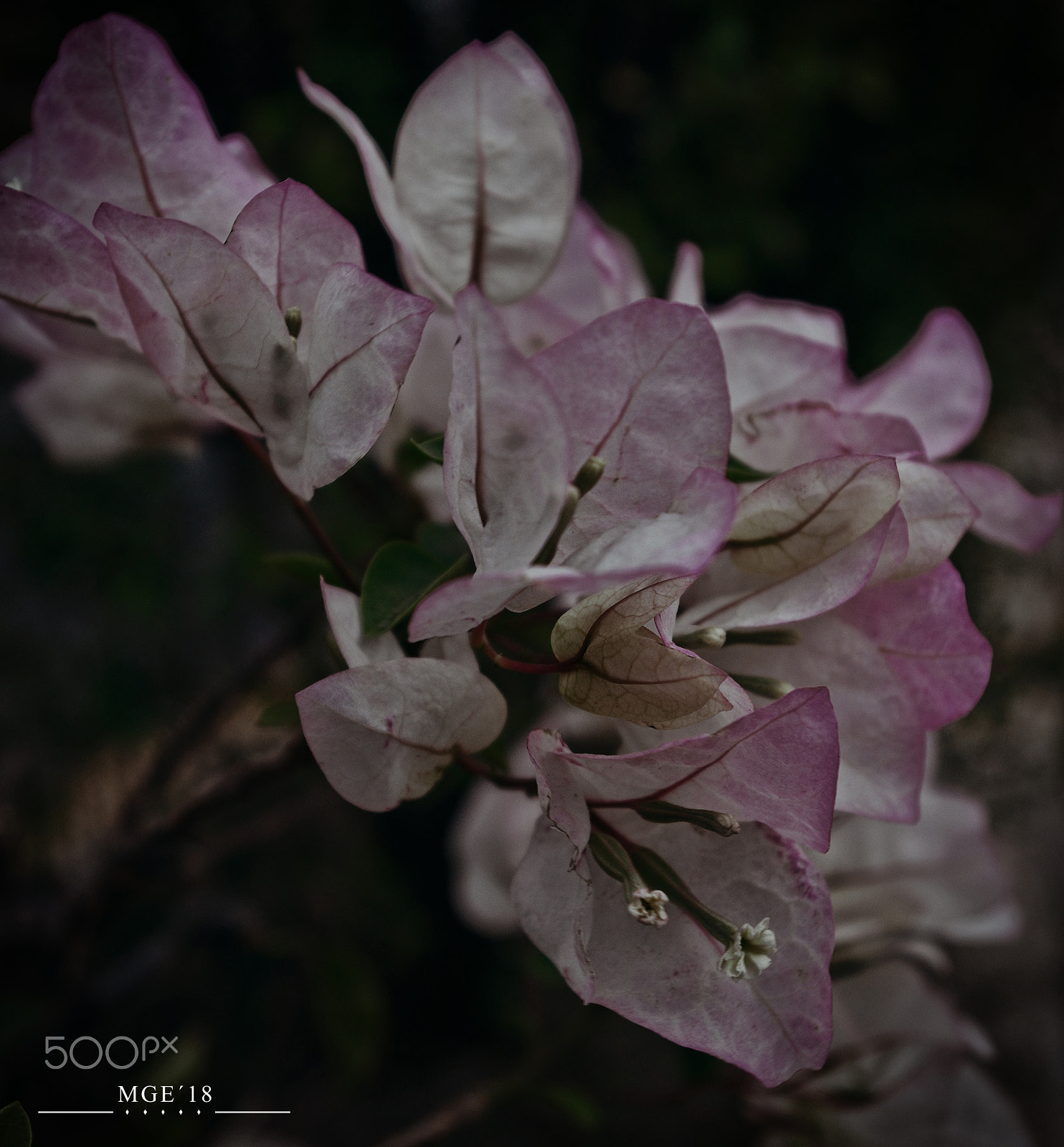 Pentax K-50 sample photo. The pink flower in the dark photography