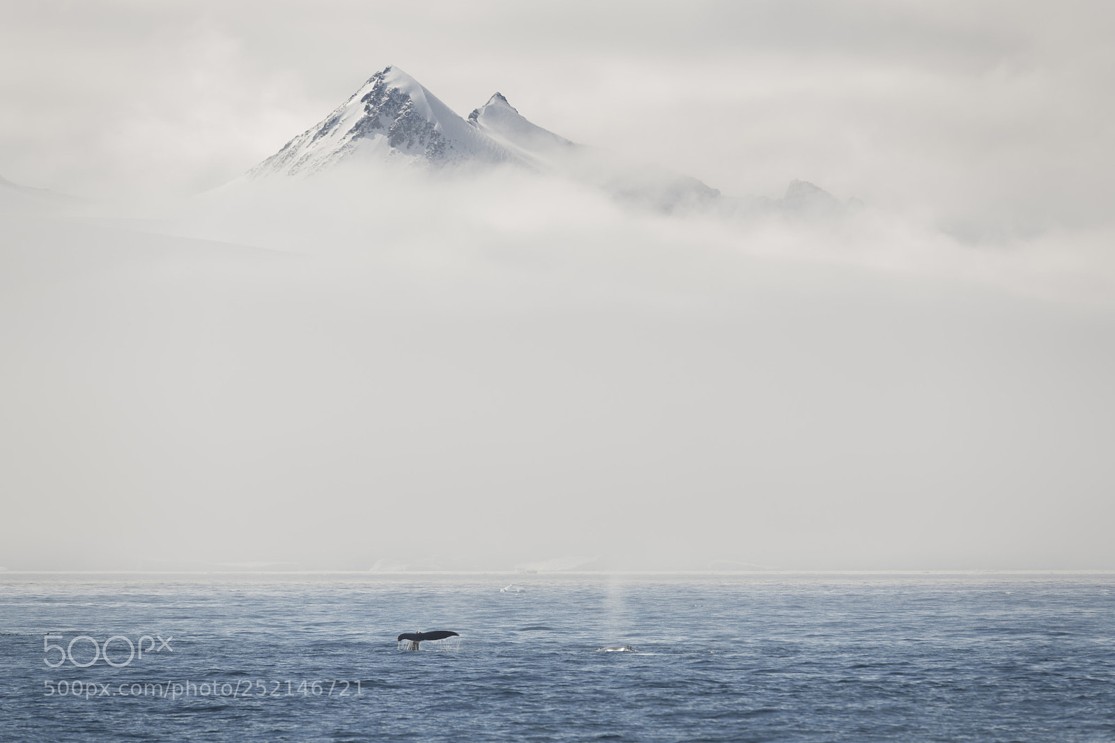 Nikon D850 sample photo. Humpback whales in the photography