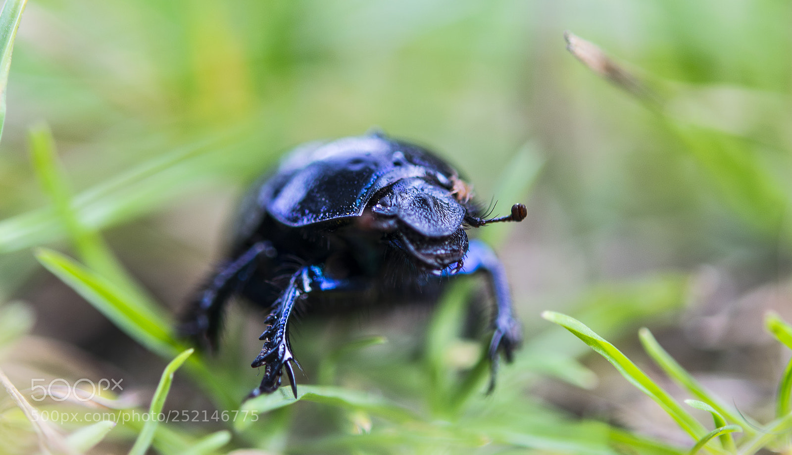 Nikon D5300 sample photo. Anoplotrupes stercorosus. photography