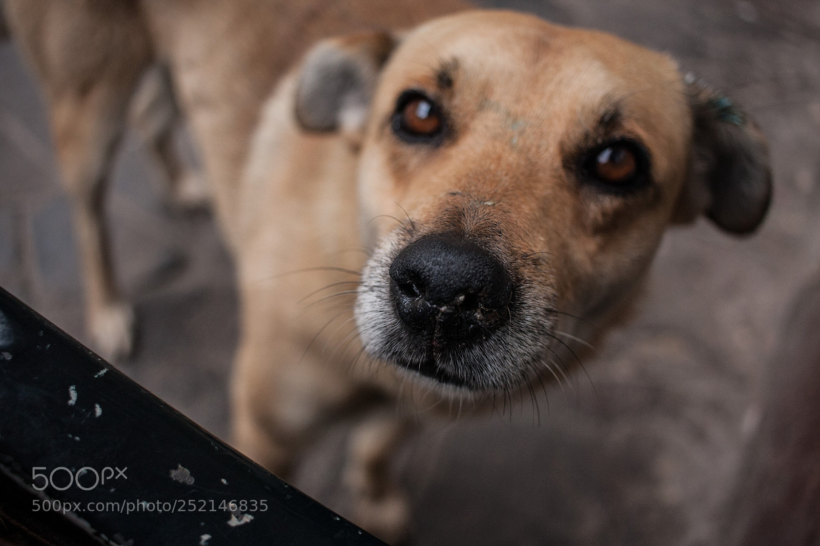 Canon EOS 40D sample photo. Visitante photography