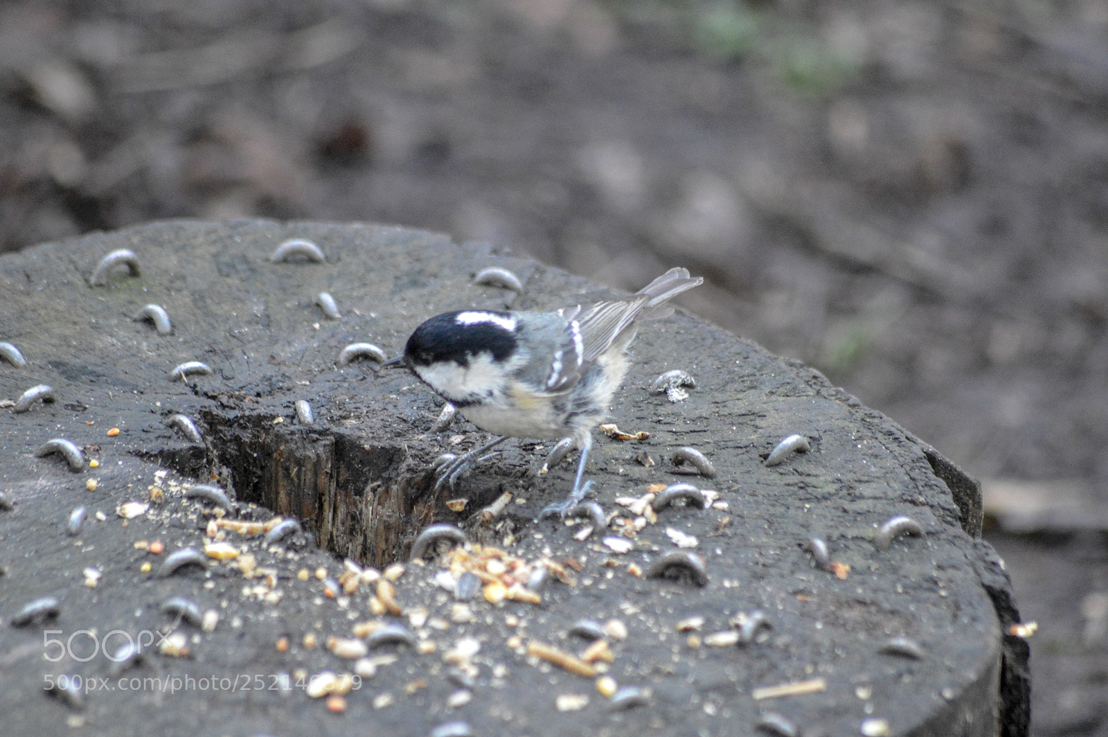 Nikon D3200 sample photo. Coal tit at middleton photography
