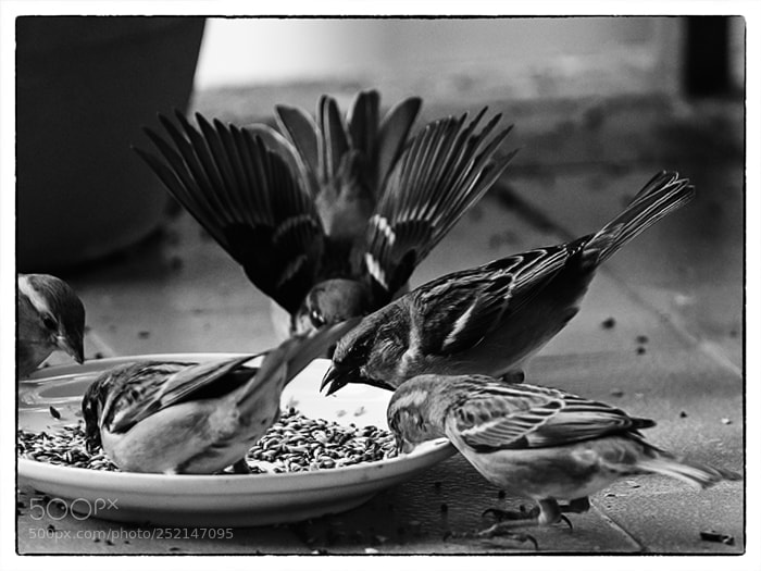 Olympus OM-D E-M1 Mark II sample photo. . photography