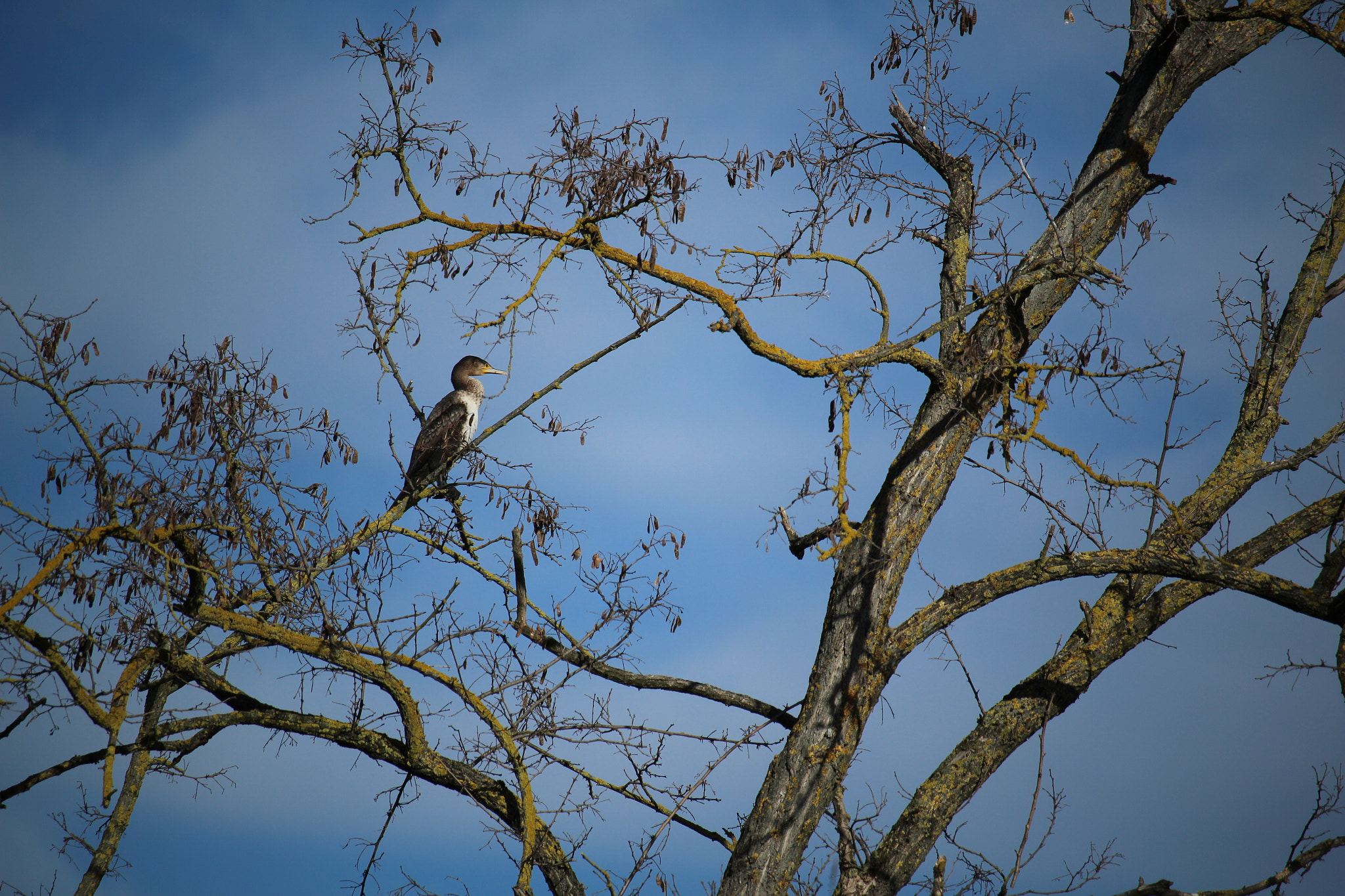 Canon EF-S 55-250mm F4-5.6 IS STM sample photo. Morning cleaning photography