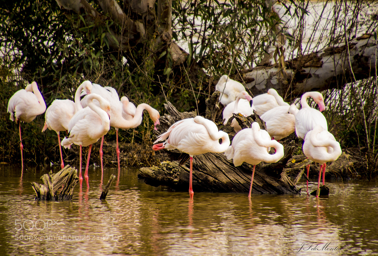 Canon EOS 700D (EOS Rebel T5i / EOS Kiss X7i) sample photo. Flamencos photography