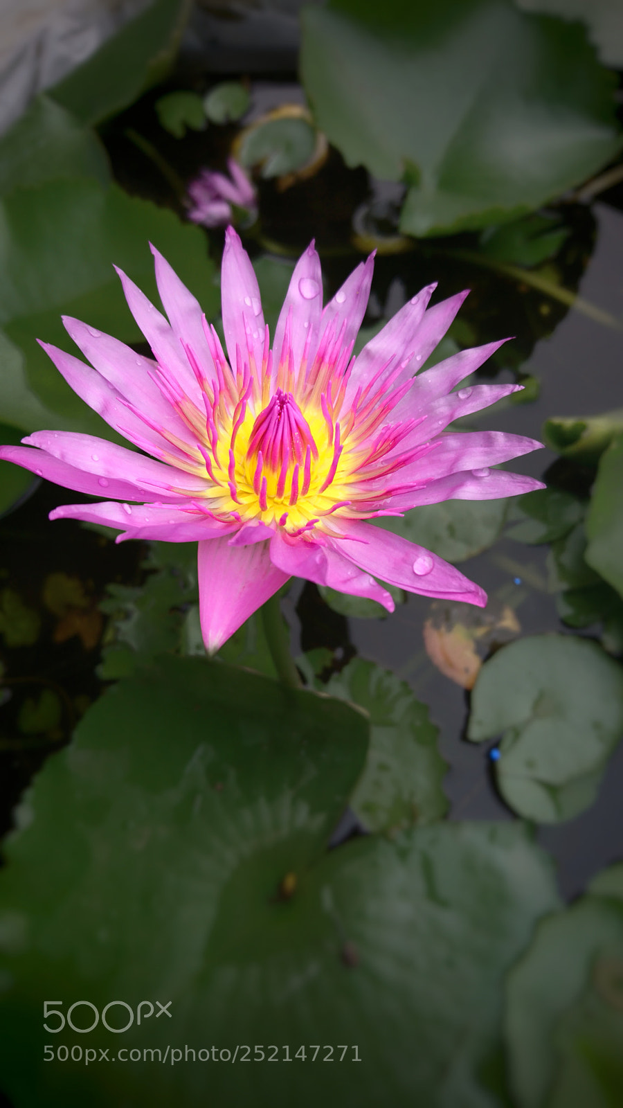 Sony Xperia X sample photo. Violet flower photography