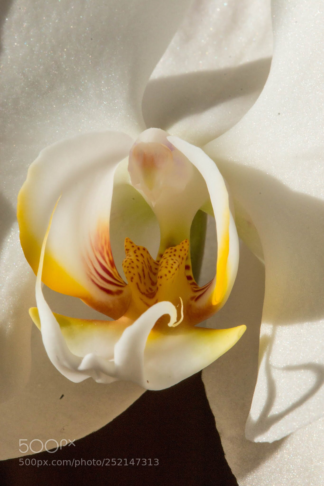 Canon EOS 70D sample photo. My orchids photography