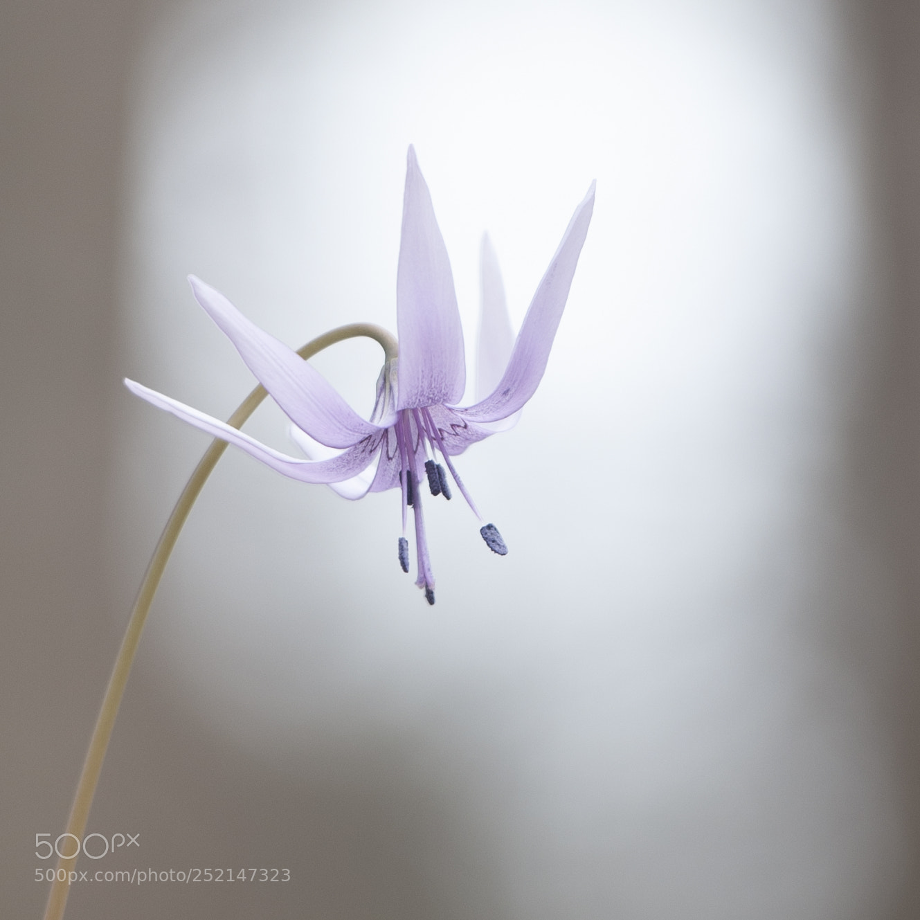 Nikon D3 sample photo. Wild dog-tooth violet photography