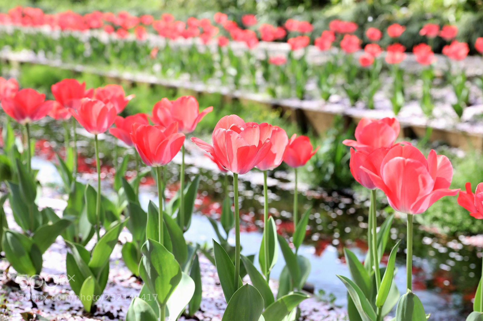 Canon EOS 5D Mark IV sample photo. Spring path photography