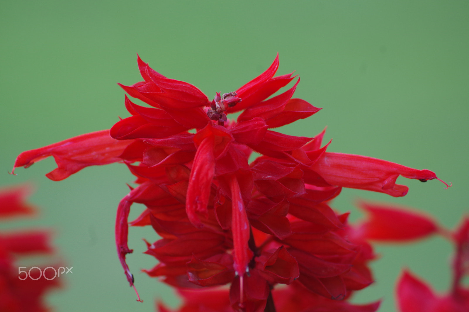 Pentax K-3 II + Pentax smc DA 55-300mm F4.0-5.8 ED sample photo. Red and green photography