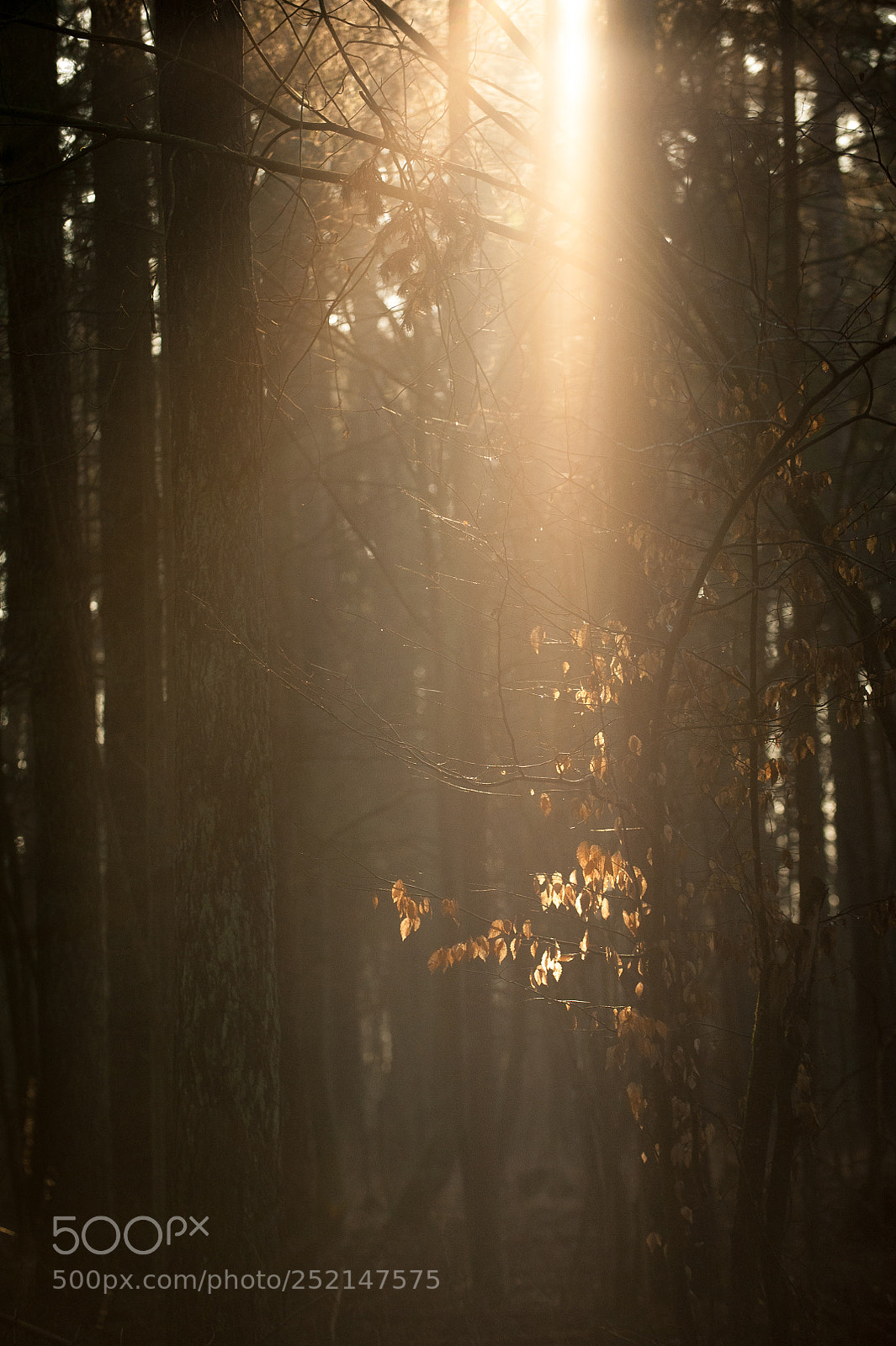 Nikon D700 sample photo. Untitled photography