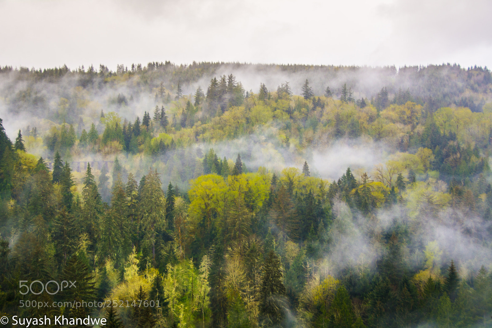 Nikon D7100 sample photo. Rising amidst the fall photography