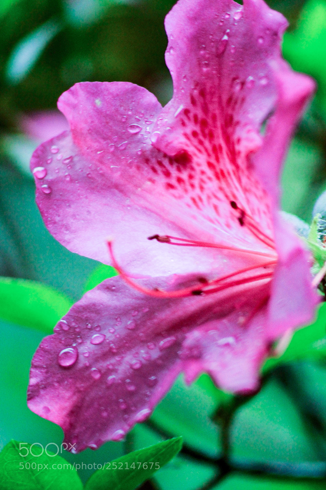 Canon EOS 7D sample photo. Flower photography
