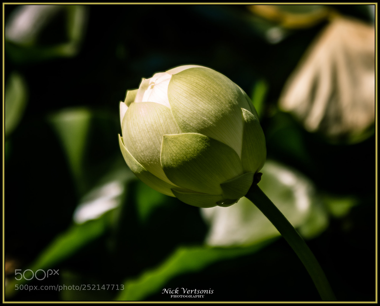 Nikon D7200 sample photo. New life... photography