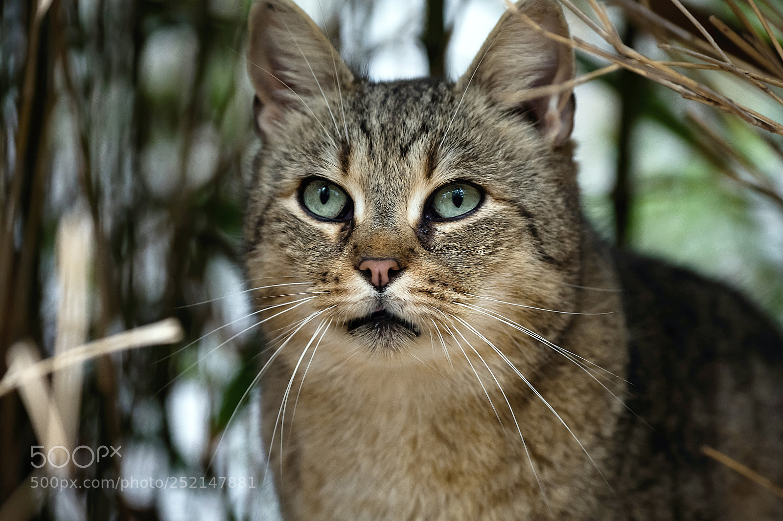 Nikon D850 sample photo. Watching photography