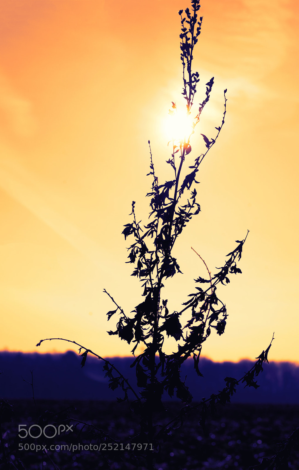 Sony a7 sample photo. Sun is shining behind photography
