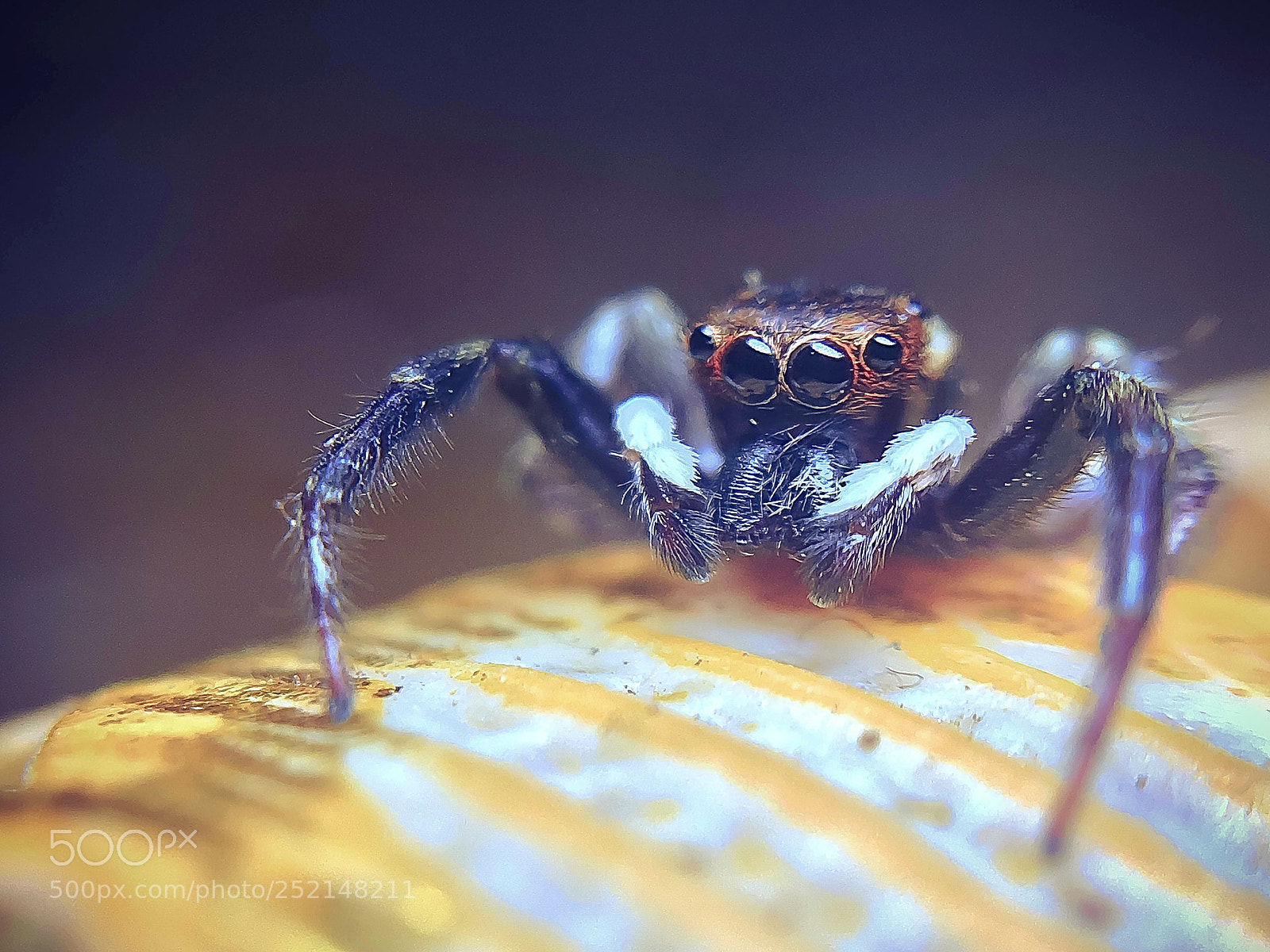 Apple iPhone 6s sample photo. Jumping spider photography
