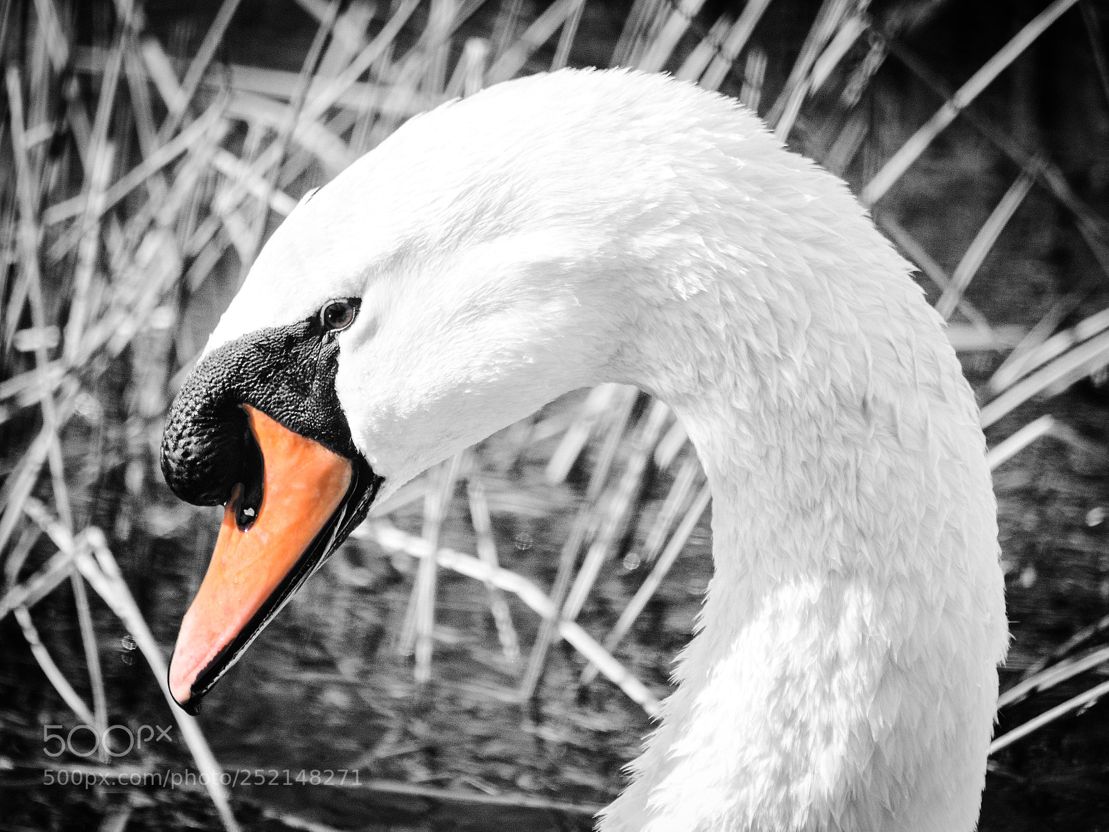 Nikon D3200 sample photo. Mute swan coloured bill photography