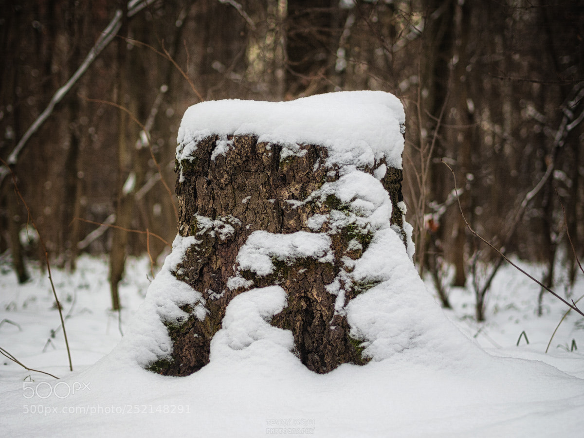 Olympus OM-D E-M1 sample photo. Stump photography