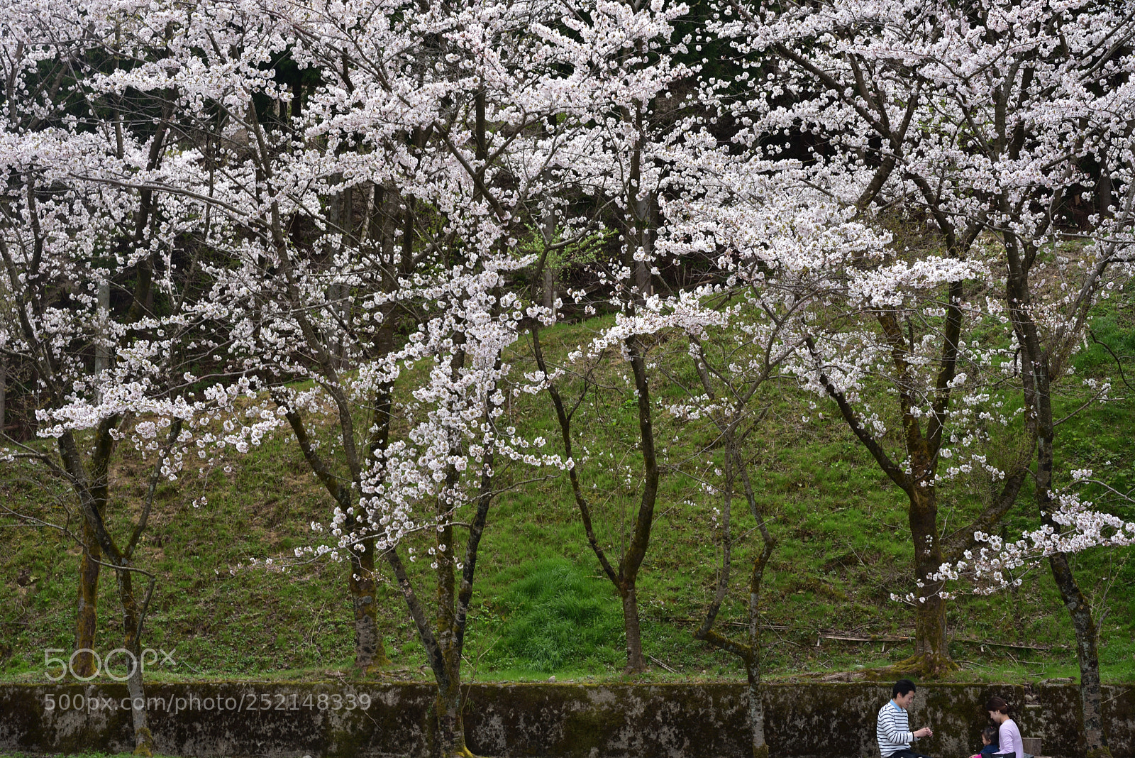 Nikon AF-S Micro-Nikkor 60mm F2.8G ED sample photo. 金沢・石川県教育センターの桜 (2) photography