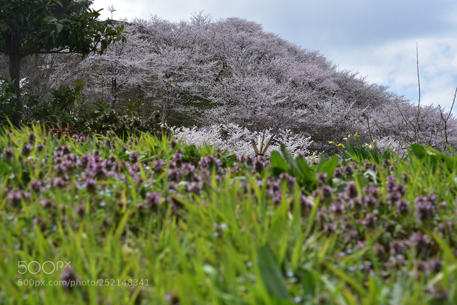 Nikon AF-S Micro-Nikkor 60mm F2.8G ED sample photo. 金沢・石川県教育センターの桜 photography