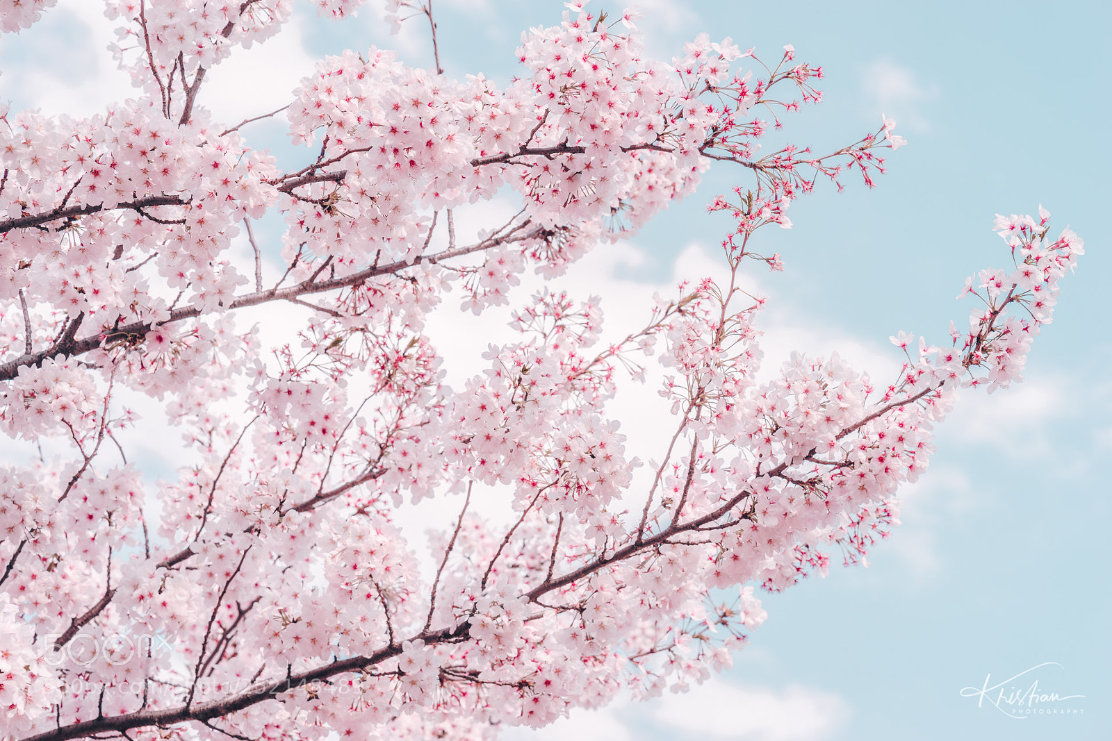 Sony a7 sample photo. Sakura photography