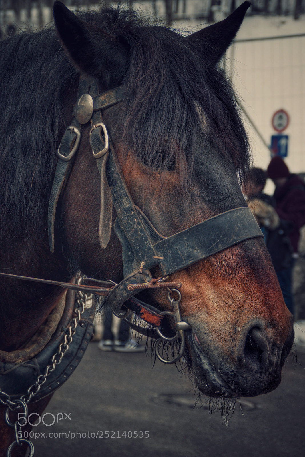 Nikon D5300 sample photo. Royal - ii photography