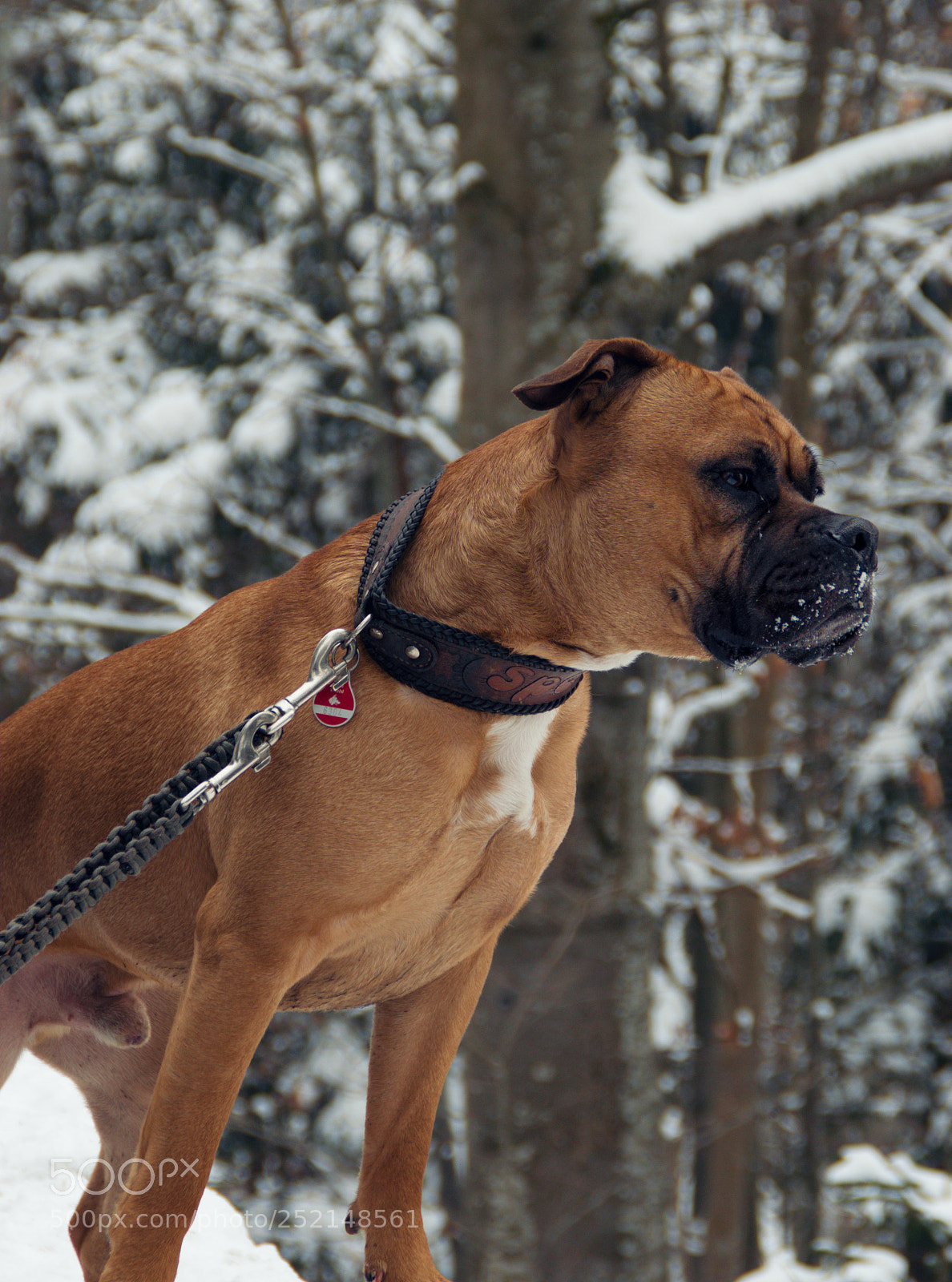 Nikon D5300 sample photo. Royal - iii photography