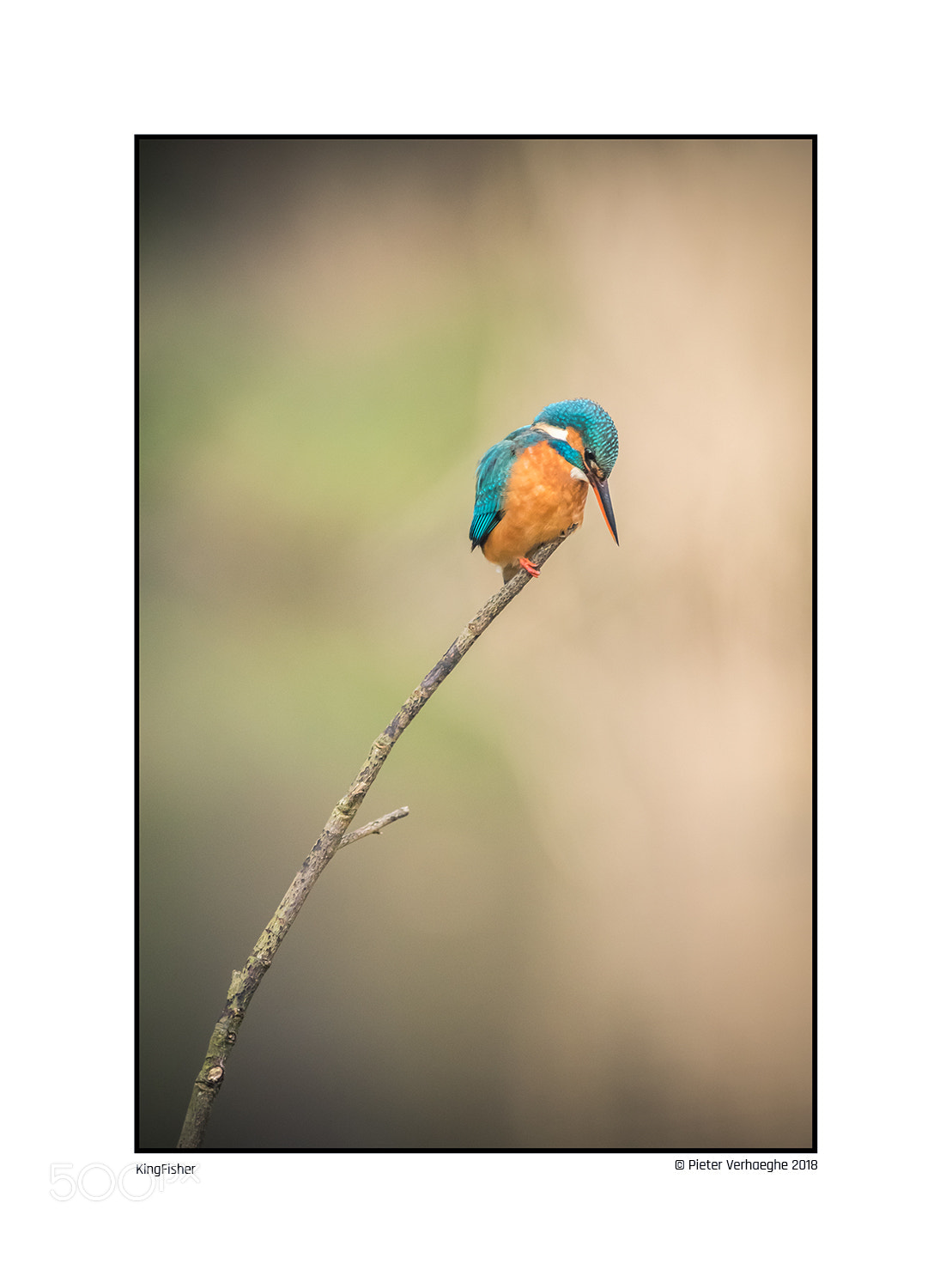 Nikon D810 sample photo. Kingfisher photography