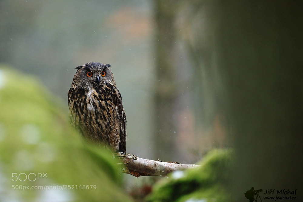 Canon EOS 5D Mark IV sample photo. Eurasian eagle owl photography