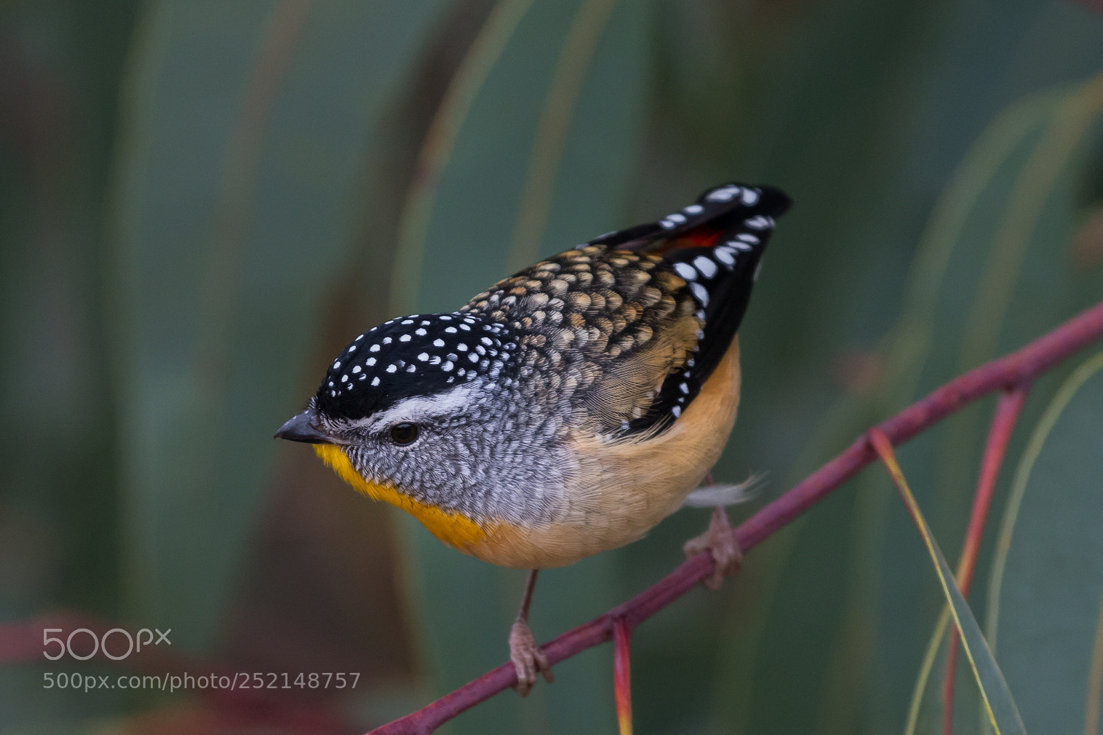 Canon EOS 70D sample photo. Spotted pardalote photography