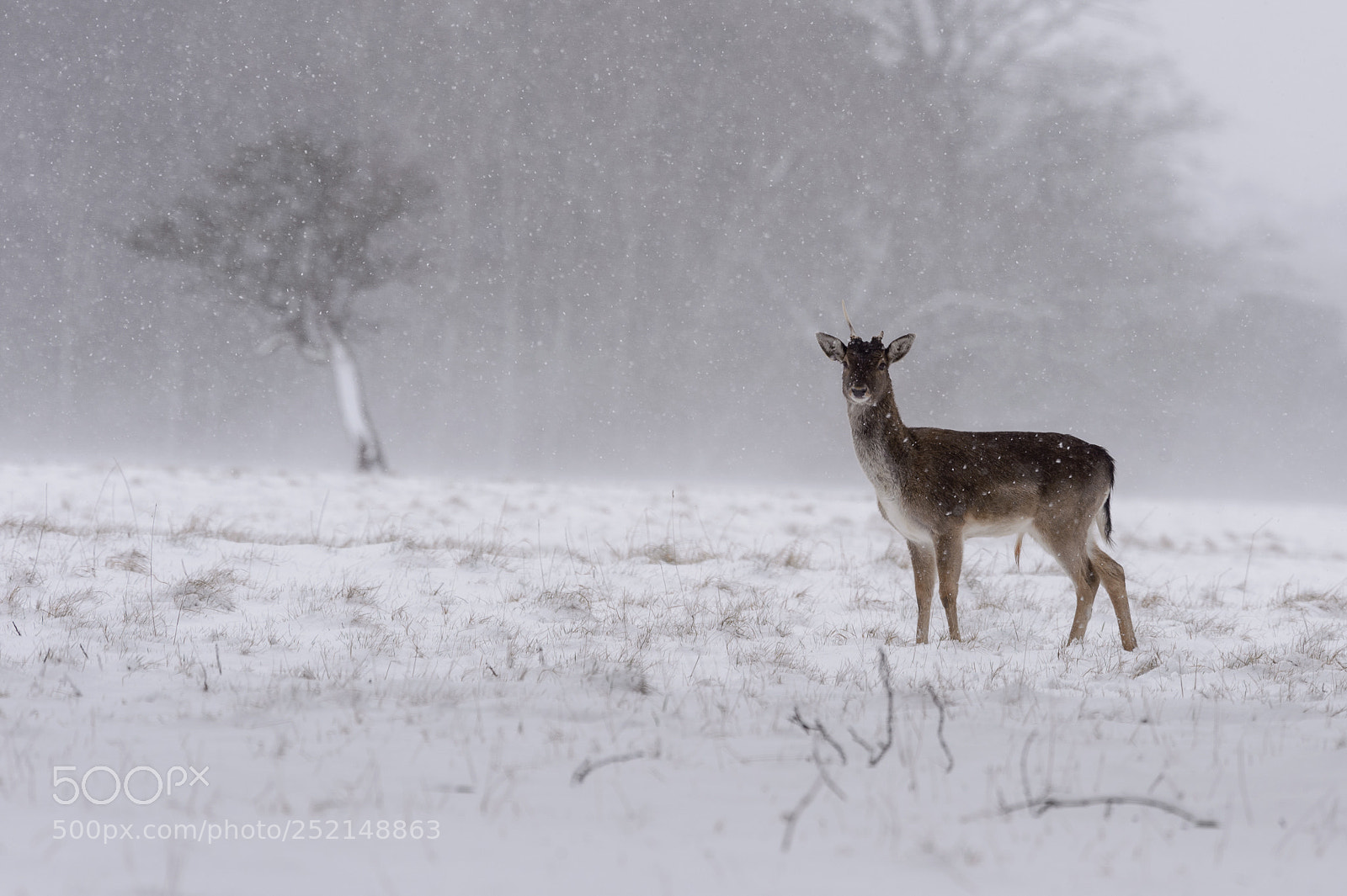Nikon D4S sample photo. Fellow deer photography