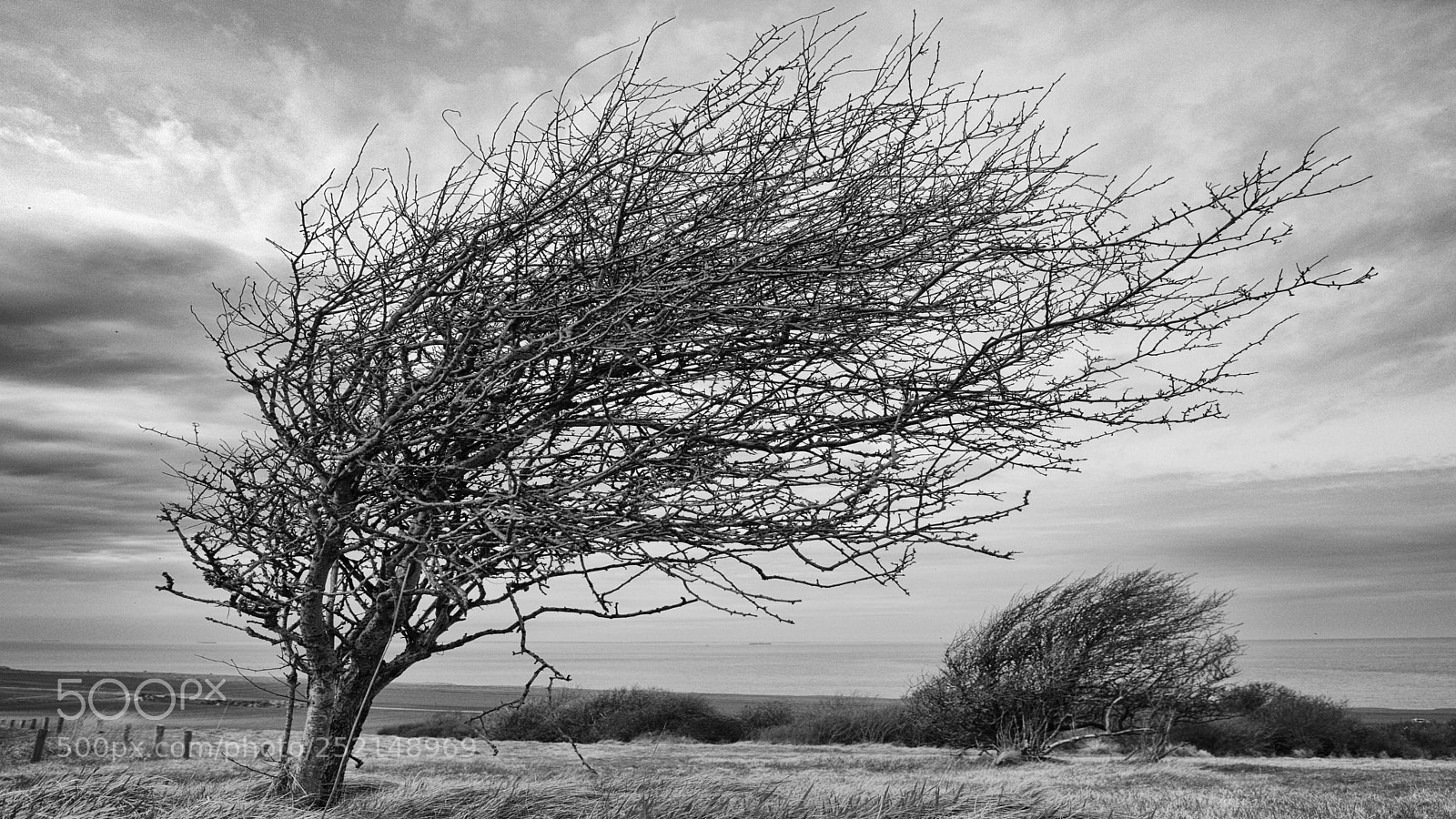 Canon EOS 5D Mark IV sample photo. Arbre dans le vent photography