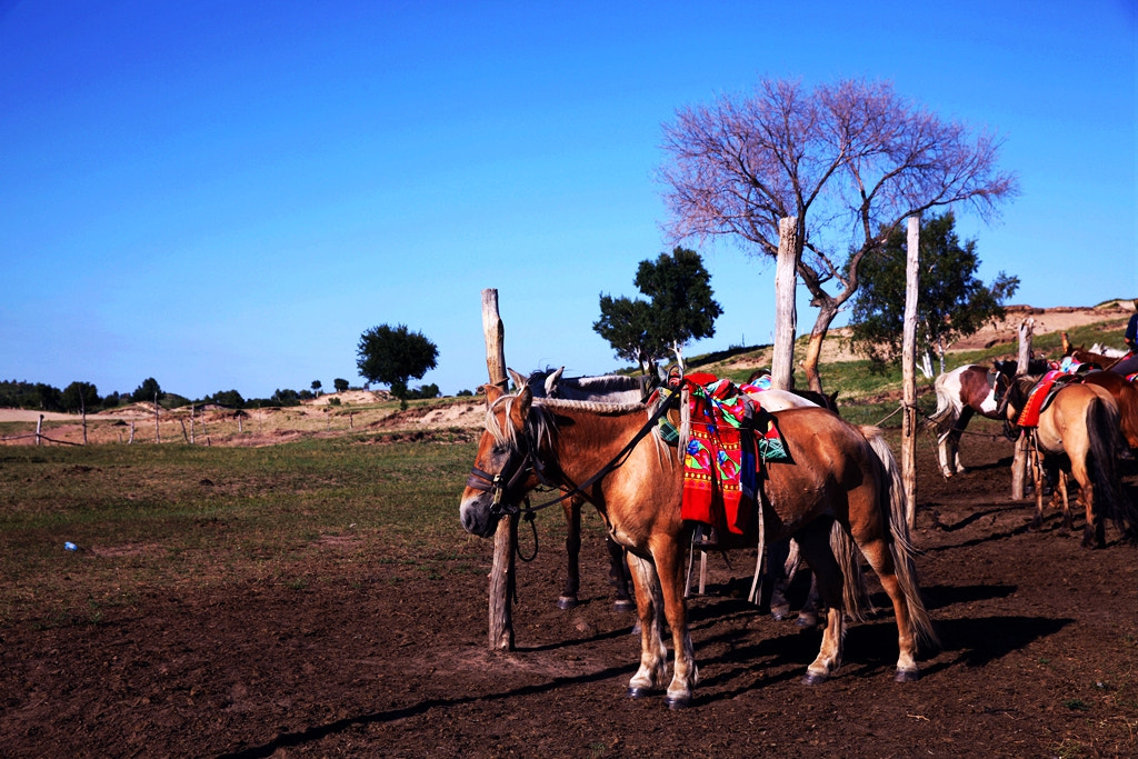 Canon EF 24-70mm F2.8L II USM sample photo. Img photography