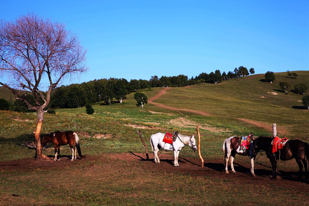 Canon EF 24-70mm F2.8L II USM sample photo. Img photography