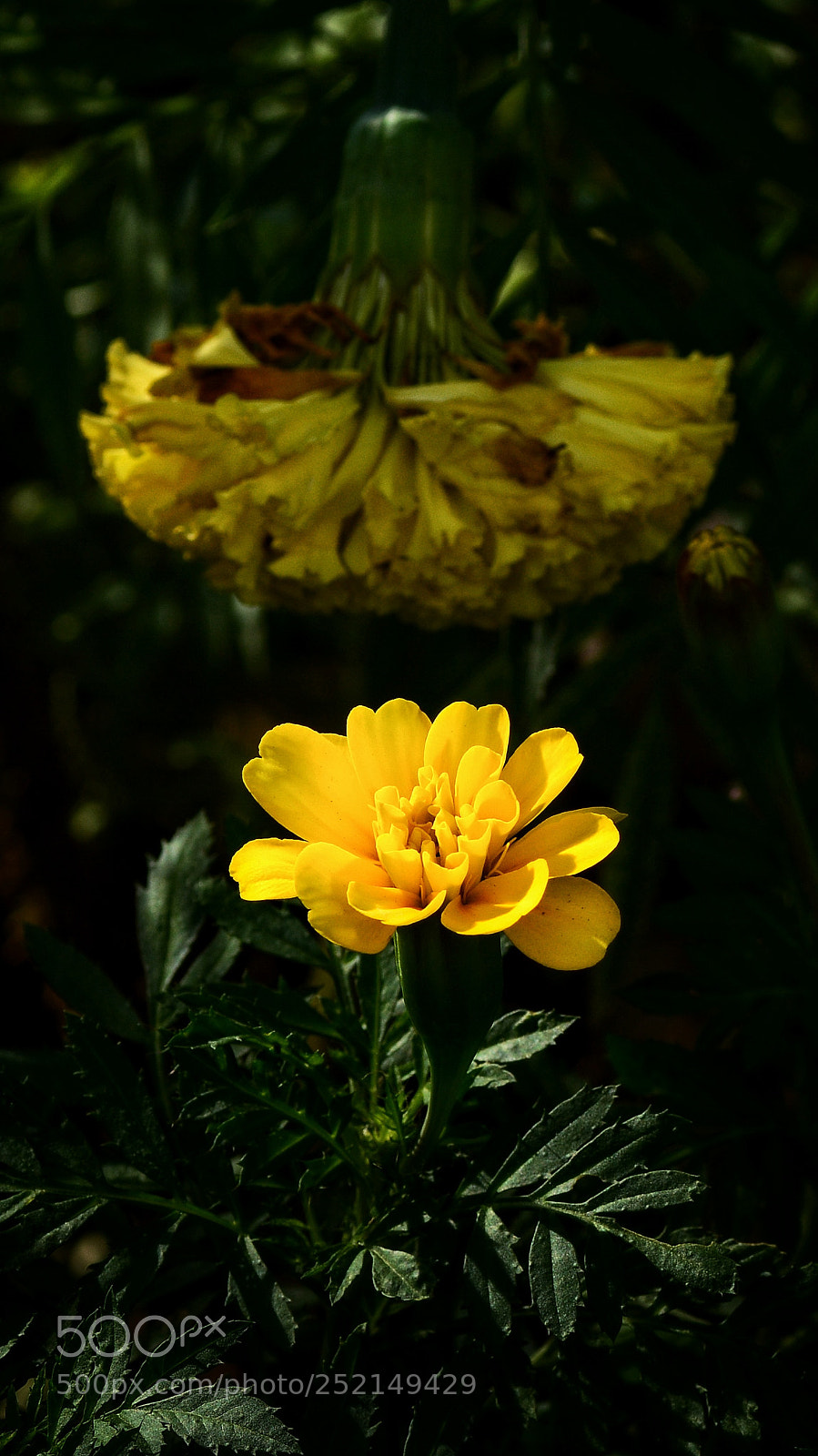 Nikon D7100 sample photo. Zcndnddh photography