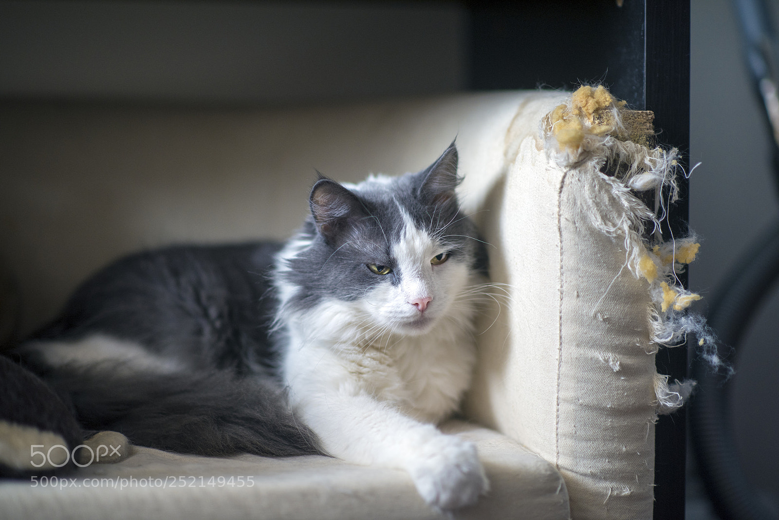 Nikon D810 sample photo. Domestic lion photography